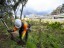 sustainability planting